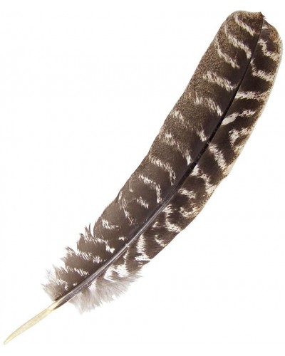 Turkey Feather Smudging Feather Sage Smudge