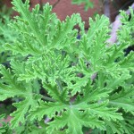 Citronella Essential Oil