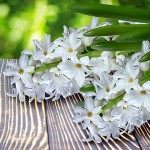 Hyacinth Oil Blend