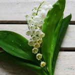 Lily of the Valley Oil Blend