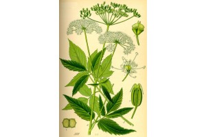 Herbs & Teas Herbs & Teas