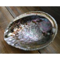 Abalone Shell Bowl - Extra Large