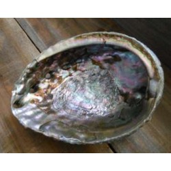 Abalone Shell Bowl - Extra Large